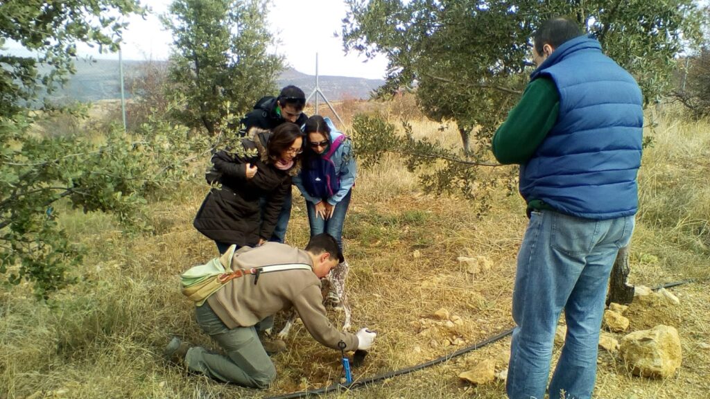 Experiencia Setrufma